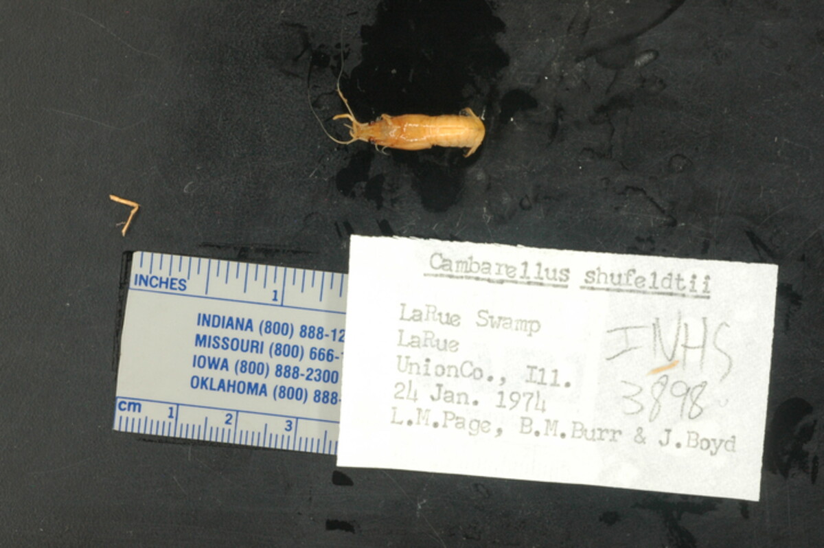 Cambarellus shufeldtii image